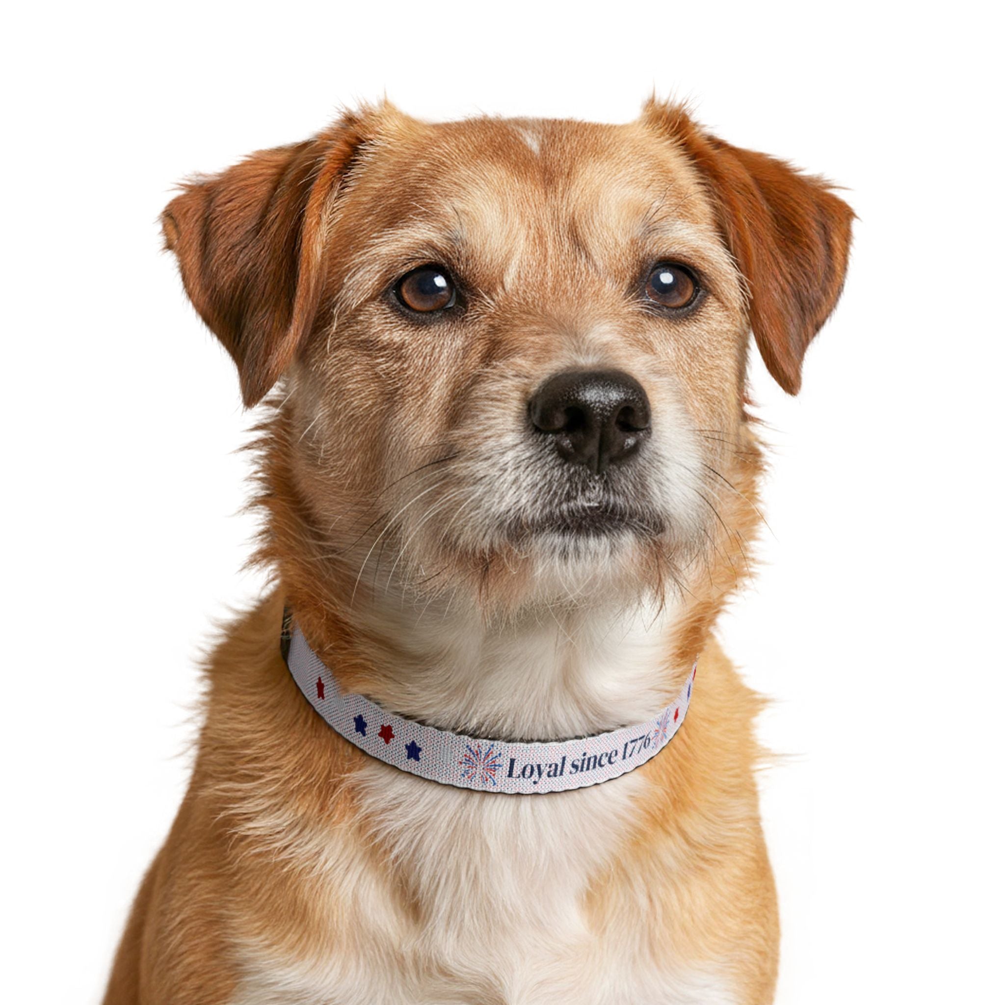 Patriotic "Loyal Since 1776" Clip-On Pet Collar